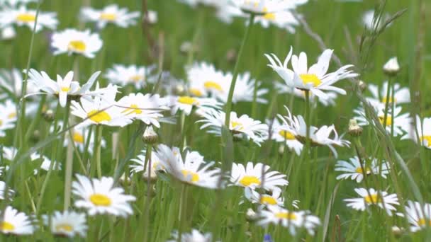 Gün Batımında Çayırda Papatyalar Gündönümü Taç Çiçekleri Otlakta Beyaz Yaz — Stok video