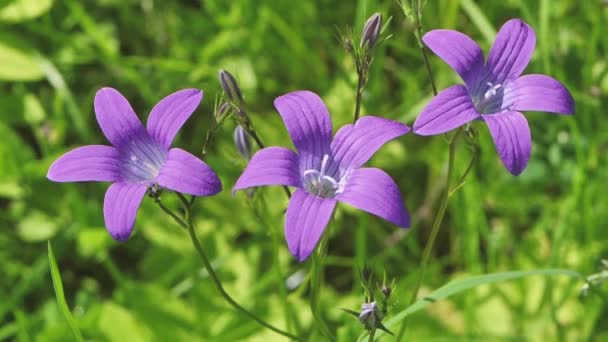 日没時に牧草地の青い鐘 冬至の冠の花 牧草地の白い夏の花 — ストック動画