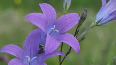Gün batımında çayır mavisi çanlar. Gündönümü taç çiçekleri. Otlakta beyaz yaz çiçekleri.