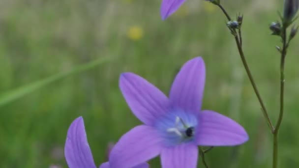 Sinos Azuis Prados Pôr Sol Solstício Flores Coroa Flores Brancas — Vídeo de Stock