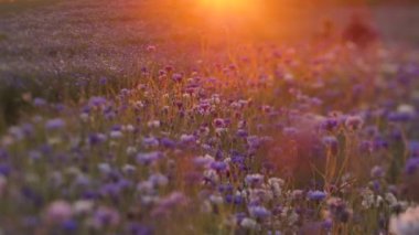 Hareketli günbatımı ışığı. Çiçeklerin üzerindeki sıcak titreşimli hava. Günbatımının sinematik görüntüsü. Güneş ışığında mavi çiçekler. Seçici yumuşak odak.