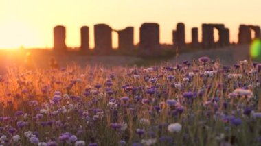 Hareketli günbatımı ışığı. Çiçeklerin üzerindeki sıcak titreşimli hava. Günbatımının sinematik görüntüsü. Güneş ışığında mavi çiçekler. Seçici yumuşak odaklanma. Çiçeklerle günbatımını taşlaştırın