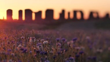 Hareketli günbatımı ışığı. Çiçeklerin üzerindeki sıcak titreşimli hava. Günbatımının sinematik görüntüsü. Güneş ışığında mavi çiçekler. Seçici yumuşak odaklanma. Çiçeklerle günbatımını taşlaştırın