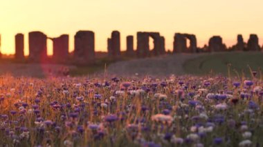Hareketli günbatımı ışığı. Çiçeklerin üzerindeki sıcak titreşimli hava. Günbatımının sinematik görüntüsü. Güneş ışığında mavi çiçekler. Seçici yumuşak odaklanma. Çiçeklerle günbatımını taşlaştırın