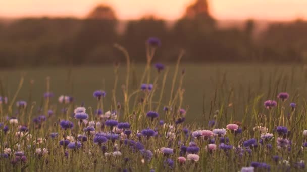Hareketli Günbatımı Işığı Çiçeklerin Üzerindeki Sıcak Titreşimli Hava Günbatımının Sinematik — Stok video