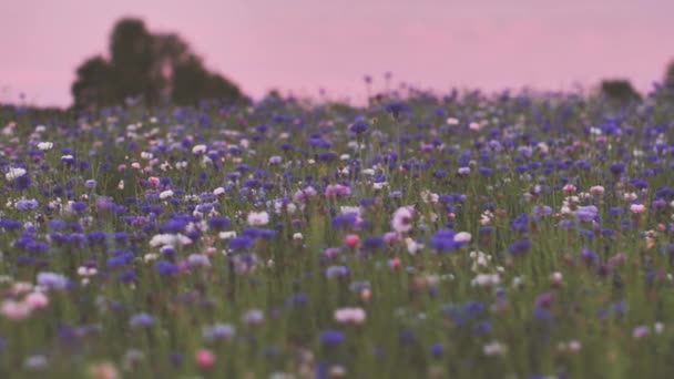 Cornflower Φως Ηλιοβασίλεμα Κίνηση Ζεστός Δονούμενος Αέρας Πάνω Από Λουλούδια — Αρχείο Βίντεο