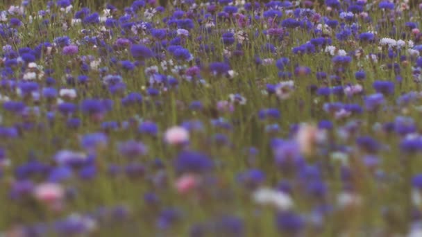 Korenbloem Zonsondergang Licht Met Beweging Warme Vibrerende Lucht Boven Bloemen — Stockvideo