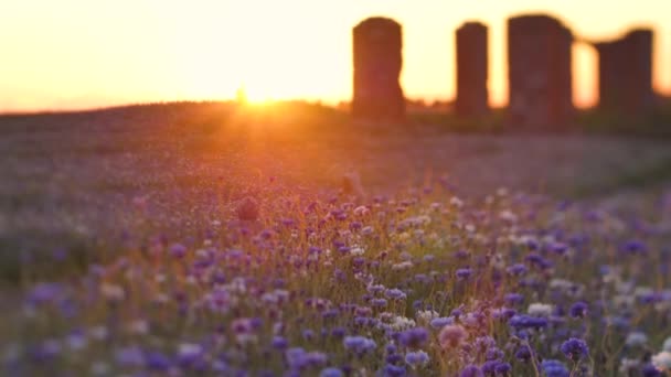 康乃馨夕阳闪烁着运动的光芒 花朵上方的热震动空气 日落的电影图片 蓝花在阳光下绽放 有选择的软焦点 带着玉米花的巨石阵落日 — 图库视频影像