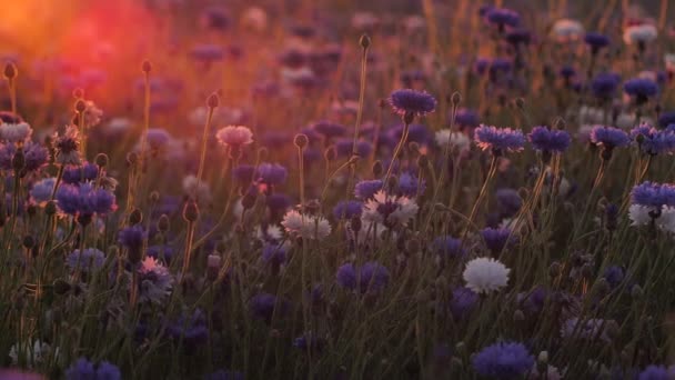 Lumière Coucher Soleil Bleuet Avec Mouvement Air Chaud Vibrant Dessus — Video