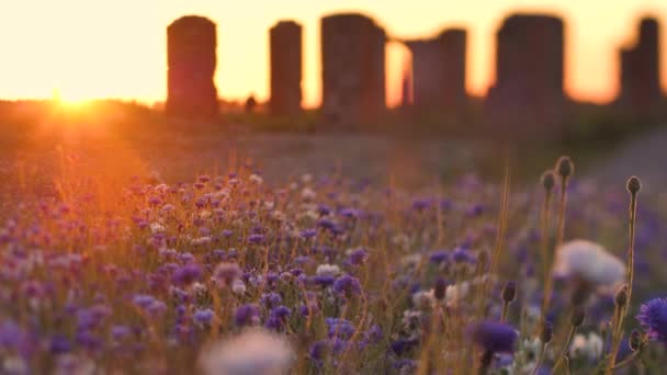 Blåklint Solnedgång Ljus Med Rörelse Varm Vibrerande Luft Ovanför Blommorna — Stockvideo