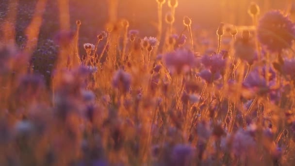 康乃馨夕阳闪烁着运动的光芒 花朵上方的热震动空气 日落的电影图片 蓝花在阳光下绽放 有选择的软重点 — 图库视频影像