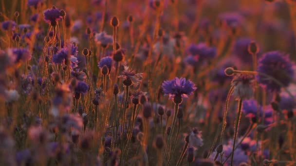 動きのあるコーンフラワー夕日の光 花の上に熱い振動する空気 夕日の映像 太陽の下で青い花 選択的ソフトフォーカス — ストック動画