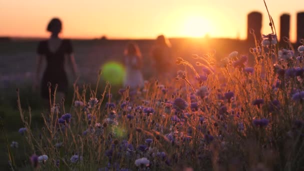 Cornflower Φως Ηλιοβασίλεμα Κίνηση Ζεστός Δονούμενος Αέρας Πάνω Από Λουλούδια — Αρχείο Βίντεο