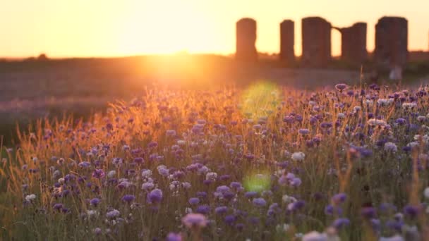 康乃馨夕阳闪烁着运动的光芒 花朵上方的热震动空气 日落的电影图片 蓝花在阳光下绽放 有选择的软焦点 带着玉米花的巨石阵落日 — 图库视频影像