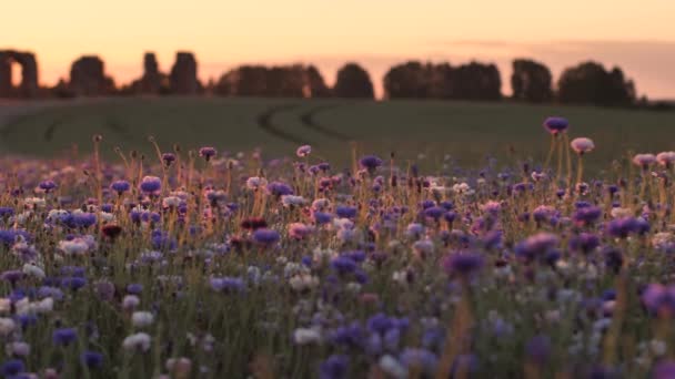 Západ Slunce Pohybem Horký Vibrující Vzduch Nad Květinami Filmový Obraz — Stock video