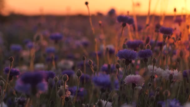 Cornflower Φως Ηλιοβασίλεμα Κίνηση Ζεστός Δονούμενος Αέρας Πάνω Από Λουλούδια — Αρχείο Βίντεο