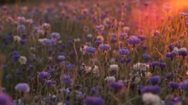 Hareketli günbatımı ışığı. Çiçeklerin üzerindeki sıcak titreşimli hava. Günbatımının sinematik görüntüsü. Güneş ışığında mavi çiçekler. Seçici yumuşak odak.