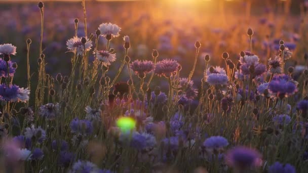 Cornflower Φως Ηλιοβασίλεμα Κίνηση Ζεστός Δονούμενος Αέρας Πάνω Από Λουλούδια — Αρχείο Βίντεο