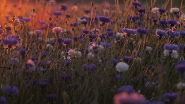 Luce Tramonto Fiordaliso Con Movimento Aria Calda Vibrante Sopra Fiori — Video Stock