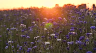 Hareketli günbatımı ışığı. Çiçeklerin üzerindeki sıcak titreşimli hava. Günbatımının sinematik görüntüsü. Güneş ışığında mavi çiçekler. Seçici yumuşak odak.