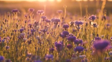 Hareketli günbatımı ışığı. Çiçeklerin üzerindeki sıcak titreşimli hava. Günbatımının sinematik görüntüsü. Güneş ışığında mavi çiçekler. Seçici yumuşak odak.