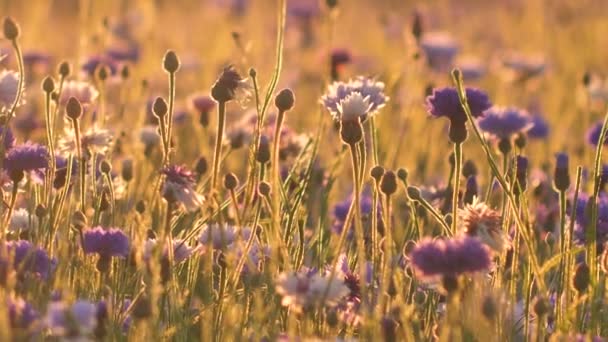 Cornflower Φως Ηλιοβασίλεμα Κίνηση Ζεστός Δονούμενος Αέρας Πάνω Από Λουλούδια — Αρχείο Βίντεο