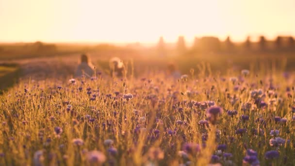 康乃馨夕阳闪烁着运动的光芒 花朵上方的热震动空气 日落的电影图片 蓝花在阳光下绽放 有选择的软重点 — 图库视频影像