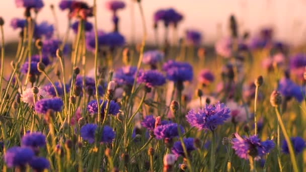 Cornflower Sunset Light Movement Hot Vibrating Air Flowers Cinematic Picture — Stock Video