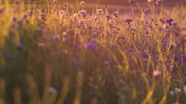 Korenbloem Zonsondergang Licht Met Beweging Warme Vibrerende Lucht Boven Bloemen — Stockvideo