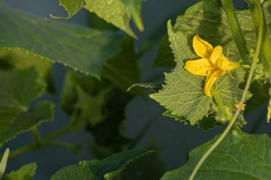 Küçük salatalıklı ve çiçekli yeni salatalık tohumları. Sarı çiçekli salatalıklar