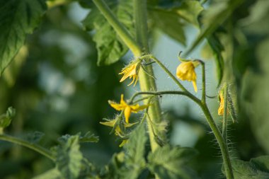 Küçük salatalıklı ve çiçekli yeni salatalık tohumları. Sarı çiçekli salatalıklar
