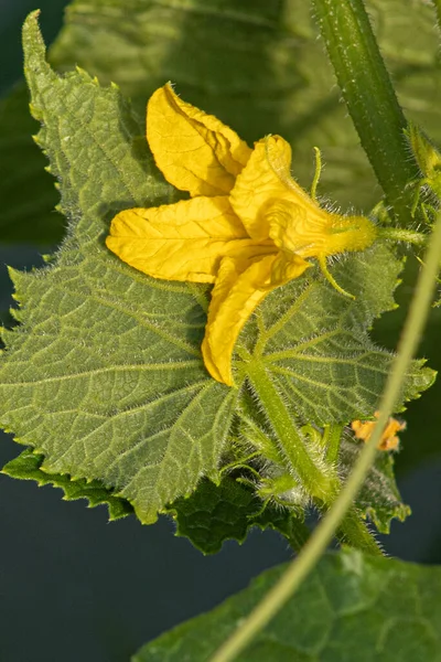 Nuevas Plántulas Pepino Con Pequeños Pepinos Flores Pepinos Invernadero Con — Foto de Stock