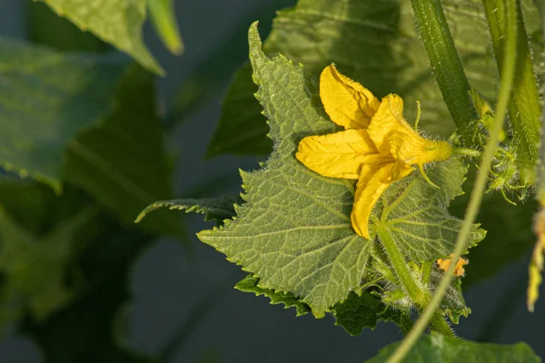 Nuevas Plántulas Pepino Con Pequeños Pepinos Flores Pepinos Invernadero Con — Foto de Stock