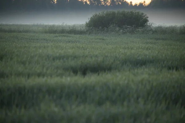 Cevada Cultivava Prados Manhã Fazenda Com Grãos Cevada — Fotografia de Stock