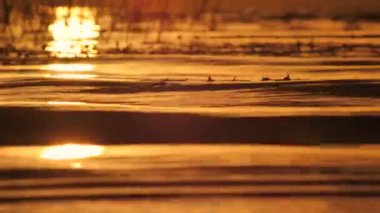 Göl kenarında altın gün batımı. Güneş birliği doğayla uyum içinde. Gölün yüzeyine yansıyan güneş ışığı. Güzel, sarı bir akşam fotoğrafı. Gölün kenarında güneş batıyor. Hafif bir yaz esintisi esiyor