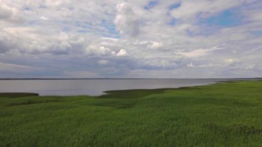 Burtnieks Gölü 'nün su manzarası, hava manzaralı drone çekimi, sazlık ve bataklıklar. Su otlarıyla kaplı fazla gelişmiş bir göl. Korunan doğal alan. Doğa biyolojik rezervi