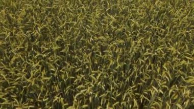 Yeşil tarım alanının güzel hava manzarası. Bir dron hasat zamanı uçuyor. Yeşil buğday tarlası harika görünüyor. Buğday çayırda hazırlanıyordu. Tarikattaki biyolojik olarak saf tahıllar