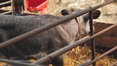 Letonya mavisi ineği ahırda dinleniyor. Mavi buzağı çiftlikte. Baltık Denizi renginde buzağı. Merakla kameraya bakan bir çayır mavi buzağı portresi