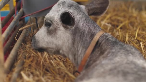 Łotewska Niebieska Krowa Spoczywa Stajni Niebieskie Młode Cielę Jest Farmie — Wideo stockowe