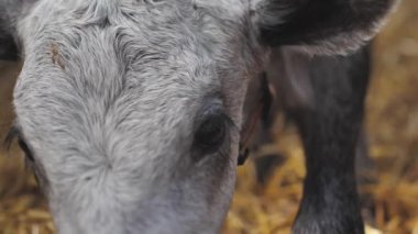 Letonya mavisi ineği ahırda dinleniyor. Mavi buzağı çiftlikte. Baltık Denizi renginde buzağı. Merakla kameraya bakan bir çayır mavi buzağı portresi