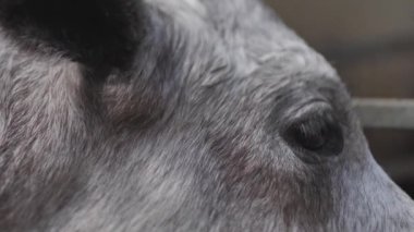 Letonya mavisi ineği ahırda dinleniyor. Mavi buzağı çiftlikte. Baltık Denizi renginde buzağı. Merakla kameraya bakan bir çayır mavi buzağı portresi