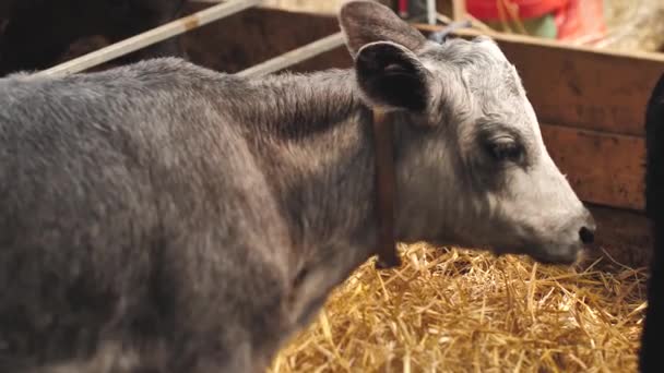 Lettlands Blaue Kuh Ruht Stall Das Blaue Jungkälbchen Ist Auf — Stockvideo