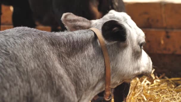 Latvian Blue Cow Rests Stable Blue Young Calf Farm Calf — Stock videók