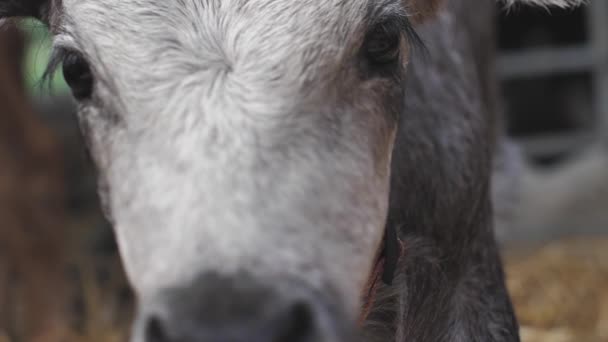 Latvian Blue Cow Rests Stable Blue Young Calf Farm Calf — Stockvideo