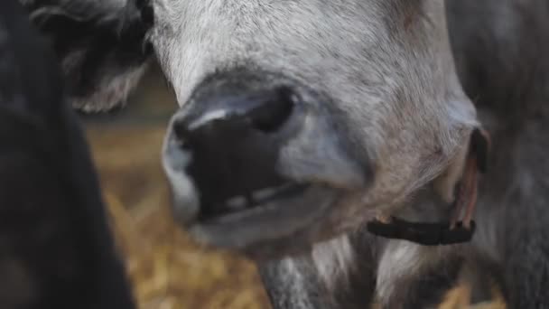 Lettlands Blaue Kuh Ruht Stall Das Blaue Jungkälbchen Ist Auf — Stockvideo