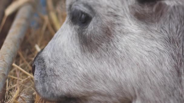Λετονική Μπλε Αγελάδα Στηρίζεται Στο Στάβλο Μπλε Νεαρό Μοσχάρι Είναι — Αρχείο Βίντεο