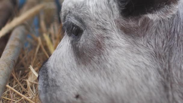 Latvian Blue Cow Rests Stable Blue Young Calf Farm Calf — Stockvideo