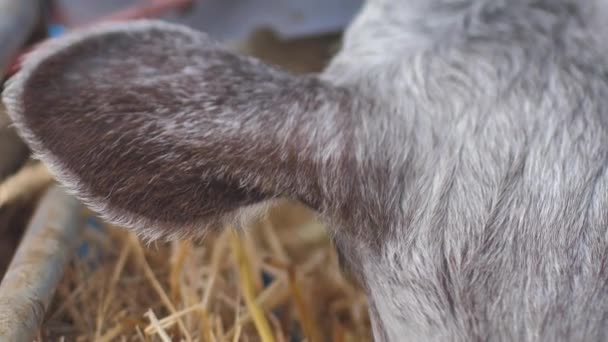 Letse Blauwe Koe Rust Stal Het Blauwe Jonge Kalf Boerderij — Stockvideo