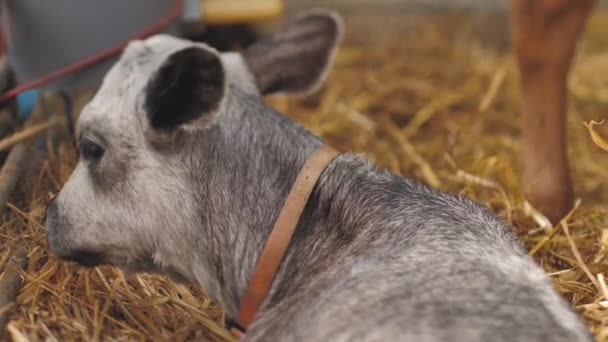 Lettlands Blaue Kuh Ruht Stall Das Blaue Jungkälbchen Ist Auf — Stockvideo