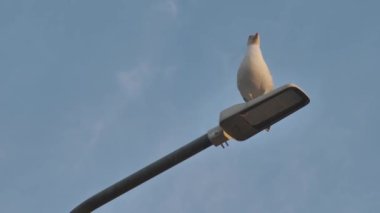 Avrupa deniz kuşu martısı. Latince adı Larus Argentatus. Genç martılar şehir ortamında yürüyor ve yiyecek arıyorlar..